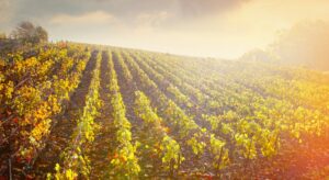 viticulture agriculture - Création de site internet pour vigneron en Champagne