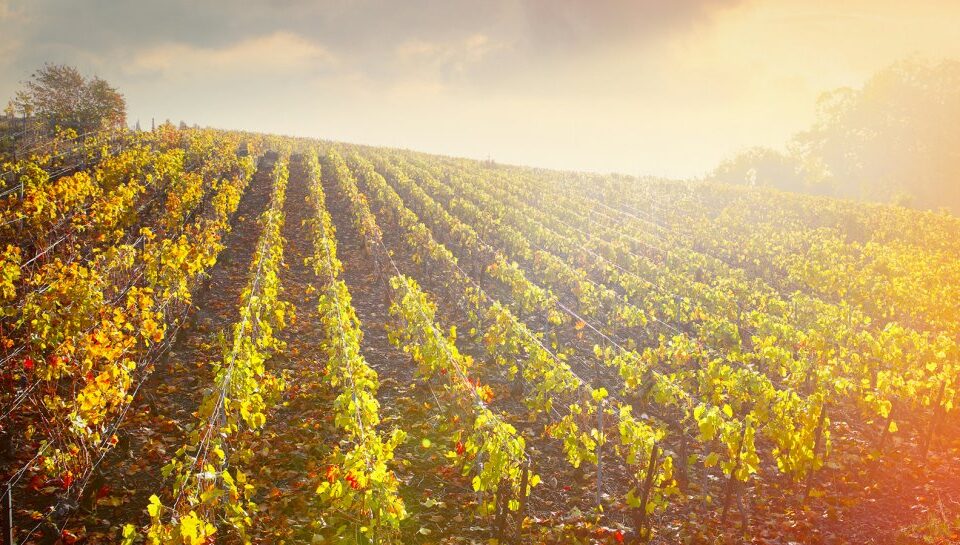 viticulture agriculture - Création de site internet pour vigneron en Champagne